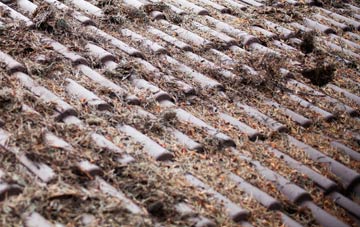 Black Dog roof cleaning companies